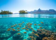 Tempat Snorkeling Terbaik di Indonesia: Panduan Lengkap